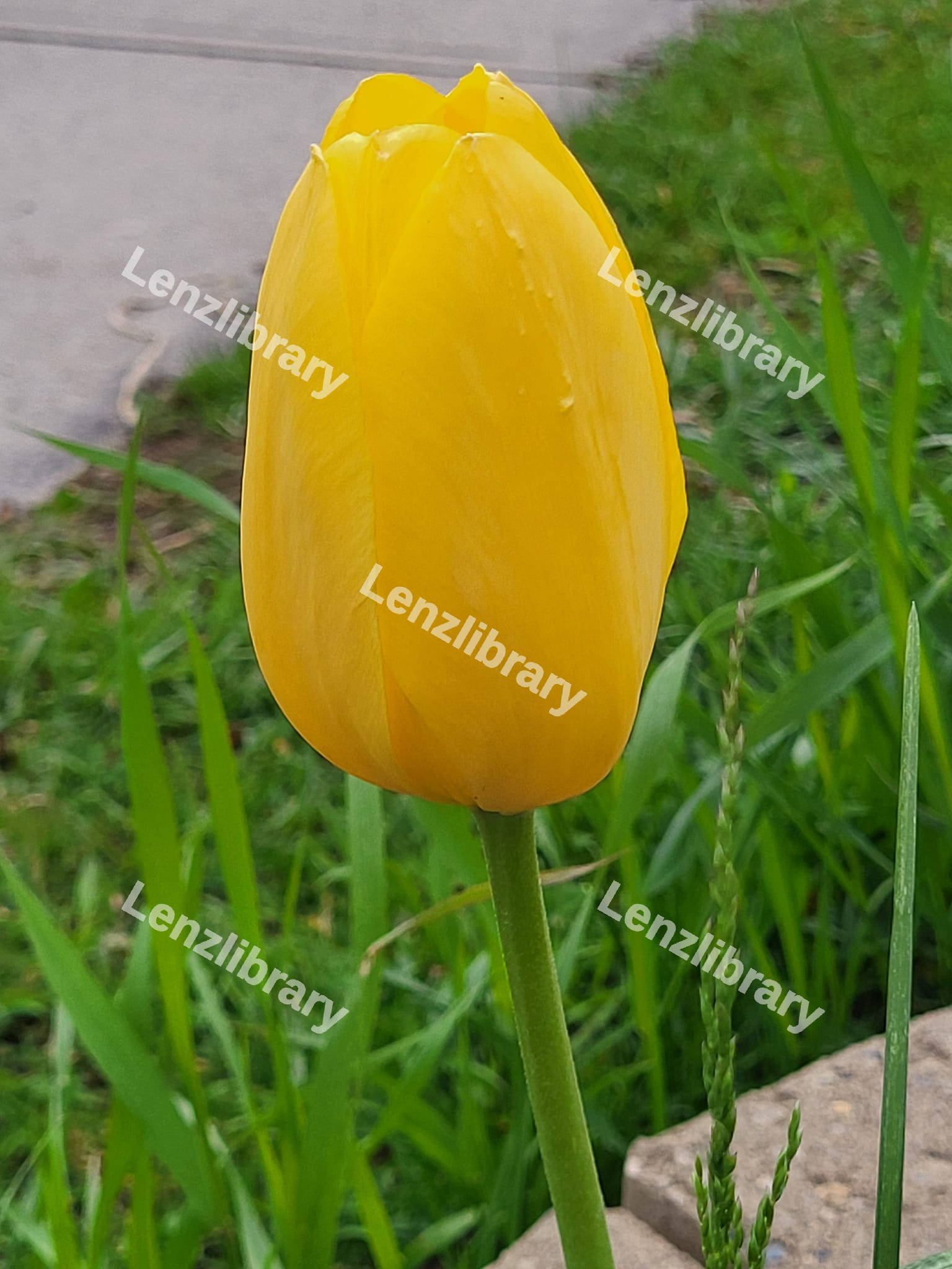 Yellow Tulip Flower